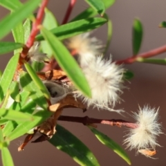 Unverified Other Shrub at Pambula Beach, NSW - 28 Dec 2022 by KylieWaldon