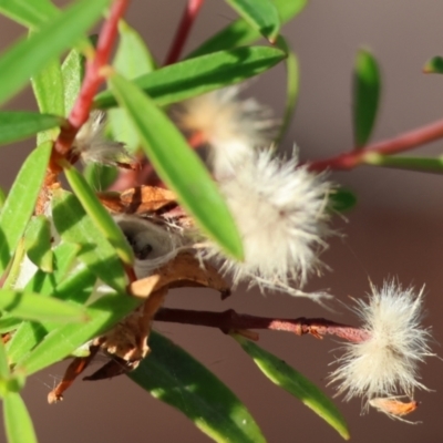Unverified Other Shrub at Pambula Beach, NSW - 28 Dec 2022 by KylieWaldon
