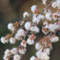 Kunzea ambigua (White Kunzea) at Pambula Beach, NSW - 27 Dec 2022 by KylieWaldon