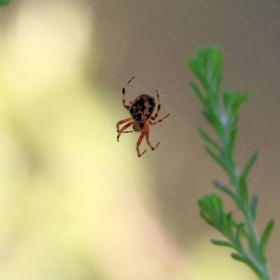 Unverified Spider at Pambula Beach, NSW - 28 Dec 2022 by KylieWaldon