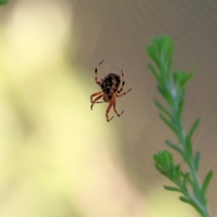 Unidentified Spider (Araneae) at Pambula Beach, NSW - 27 Dec 2022 by KylieWaldon