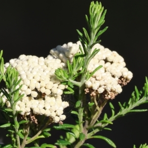 Ozothamnus diosmifolius at Pambula Beach, NSW - 28 Dec 2022 07:51 AM