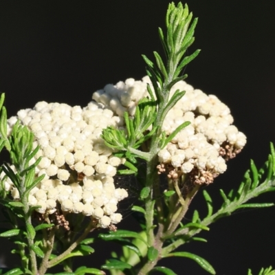 Ozothamnus diosmifolius (Rice Flower, White Dogwood, Sago Bush) at Pambula Beach, NSW - 28 Dec 2022 by KylieWaldon