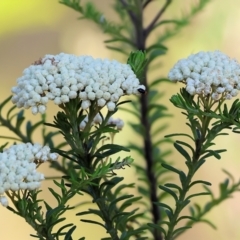 Ozothamnus diosmifolius at Pambula Beach, NSW - 28 Dec 2022 07:51 AM