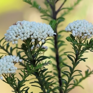 Ozothamnus diosmifolius at Pambula Beach, NSW - 28 Dec 2022 07:51 AM