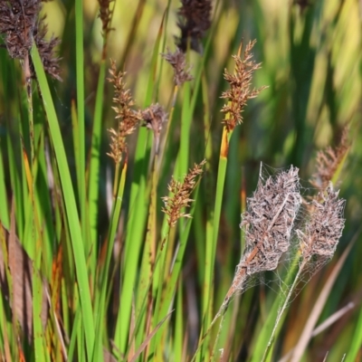 Lepidosperma sieberi (Sandhill Sword-sedge) at Pambula Beach, NSW - 28 Dec 2022 by KylieWaldon