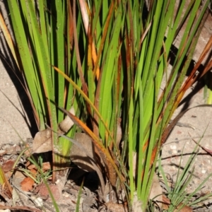Lepidosperma sieberi at Pambula Beach, NSW - 28 Dec 2022