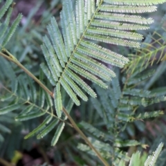 Acacia mearnsii (Black Wattle) at Pambula Beach, NSW - 28 Dec 2022 by KylieWaldon