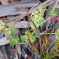 Hydrocotyle sp. at Pambula Beach, NSW - 28 Dec 2022