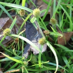 Cyperus brevifolius (Short-leaved Flat Sedge) at Ben Boyd National Park - 28 Dec 2022 by KylieWaldon