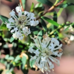 Pimelea sp. (Rice Flower) at Pambula Beach, NSW - 28 Dec 2022 by KylieWaldon