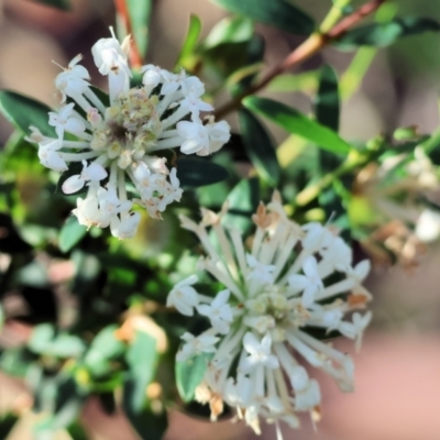 Pimelea sp. (Rice Flower) at Ben Boyd National Park - 27 Dec 2022 by KylieWaldon