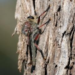 Unidentified Robber fly (Asilidae) at Pambula Beach, NSW - 27 Dec 2022 by KylieWaldon