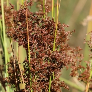 Juncus sp. at Pambula Beach, NSW - 28 Dec 2022 07:49 AM