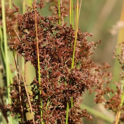 Juncus sp. (A Rush) at Pambula Beach, NSW - 27 Dec 2022 by KylieWaldon