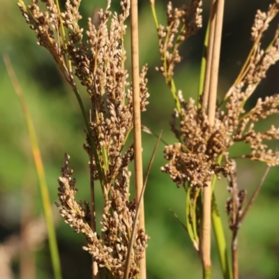 Juncus (genus) (A Rush) at Pambula Beach, NSW - 28 Dec 2022 by KylieWaldon