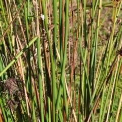 Juncus sp. at Pambula Beach, NSW - 28 Dec 2022 07:49 AM