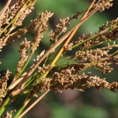 Juncus sp. at Pambula Beach, NSW - 28 Dec 2022 07:49 AM