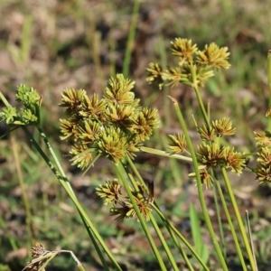 Cyperus eragrostis at Pambula Beach, NSW - 28 Dec 2022