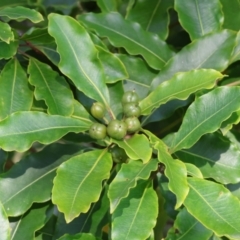 Pittosporum undulatum (sweet pittosporum) at Pambula Beach, NSW - 28 Dec 2022 by KylieWaldon