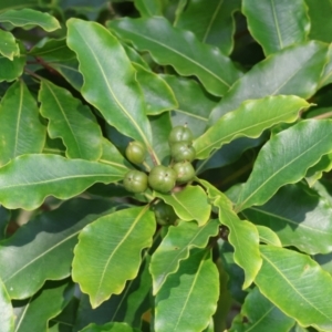 Pittosporum undulatum at Pambula Beach, NSW - 28 Dec 2022