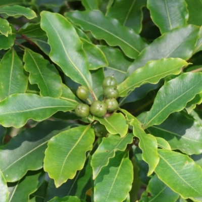 Pittosporum undulatum (Sweet Pittosporum) at Pambula Beach, NSW - 27 Dec 2022 by KylieWaldon