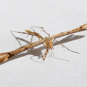 Sinpunctiptilia emissalis at Crooked Corner, NSW - 2 Jan 2023