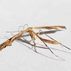 Sinpunctiptilia emissalis at Crooked Corner, NSW - 2 Jan 2023