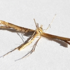 Sinpunctiptilia emissalis at Crooked Corner, NSW - 2 Jan 2023