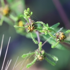 Sigesbeckia orientalis (Indian Weed) at Pambula Beach, NSW - 28 Dec 2022 by KylieWaldon