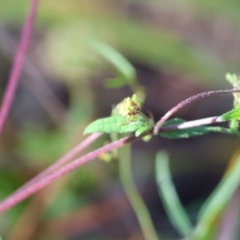 Sigesbeckia orientalis at Pambula Beach, NSW - 28 Dec 2022 07:57 AM