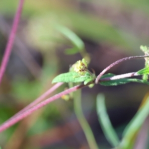 Sigesbeckia orientalis at Pambula Beach, NSW - 28 Dec 2022