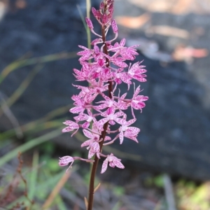 Dipodium punctatum at Pambula Beach, NSW - 28 Dec 2022