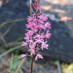 Dipodium punctatum (Blotched Hyacinth Orchid) at Pambula Beach, NSW - 27 Dec 2022 by KylieWaldon