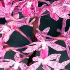 Dipodium punctatum at Pambula Beach, NSW - 28 Dec 2022