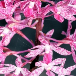 Dipodium punctatum at Pambula Beach, NSW - 28 Dec 2022