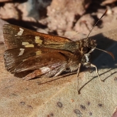 Unverified Skipper (Hesperiidae) at Pambula Beach, NSW - 28 Dec 2022 by KylieWaldon