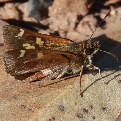 Unidentified Skipper (Hesperiidae) at Pambula Beach, NSW - 28 Dec 2022 by KylieWaldon