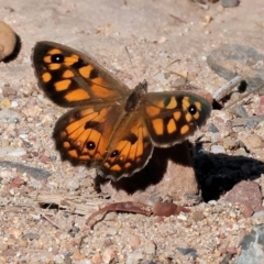 Geitoneura klugii (Marbled Xenica) at Pambula Beach, NSW - 28 Dec 2022 by KylieWaldon