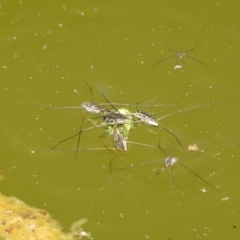 Gerridae (family) (Unidentified water strider) at Charleys Forest, NSW - 25 Dec 2022 by arjay