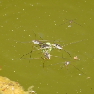 Gerridae (family) at Charleys Forest, NSW - 25 Dec 2022