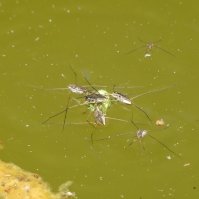 Gerridae (family) (Unidentified water strider) at QPRC LGA - 25 Dec 2022 by arjay