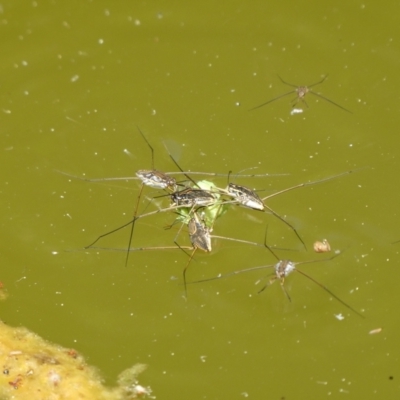Gerridae sp. (family) (Unidentified water strider) at Charleys Forest, NSW - 25 Dec 2022 by arjay