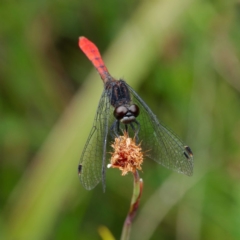 Nannophya dalei (Eastern Pygmyfly) at Tallaganda State Forest - 1 Jan 2023 by DPRees125