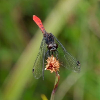 Nannophya dalei (Eastern Pygmyfly) at Rossi, NSW - 1 Jan 2023 by DPRees125