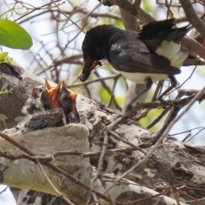 Rhipidura leucophrys (Willie Wagtail) at Symonston, ACT - 1 Jan 2023 by RodDeb