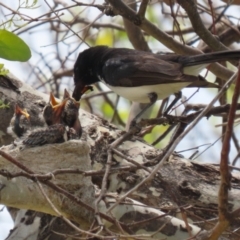 Rhipidura leucophrys at Symonston, ACT - 1 Jan 2023