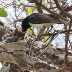 Rhipidura leucophrys at Symonston, ACT - 1 Jan 2023