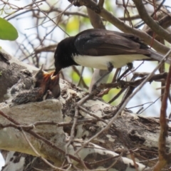 Rhipidura leucophrys at Symonston, ACT - 1 Jan 2023