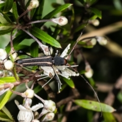 Amphirhoe decora (Decora Longicorn Beetle) at Acton, ACT - 1 Jan 2023 by Roger